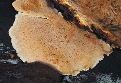 Steccherinum nitidum