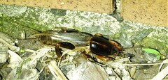 Gryllotalpa australis