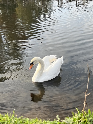 Cigno reale