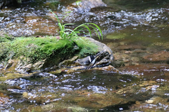 Enicurus schistaceus