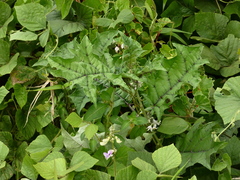 Solanum stramoniifolium