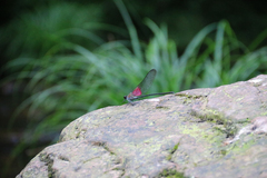 Archineura incarnata