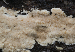 Steccherinum nitidum