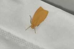 Manulea fuscodorsalis