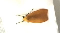 Manulea fuscodorsalis