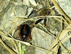 Gryllotalpa australis