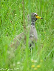 Vanellus senegallus