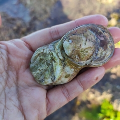 Ostrea chilensis
