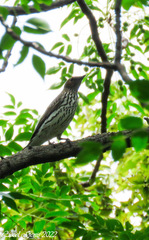 Cinnyricinclus leucogaster