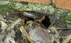 Gryllotalpa australis