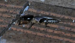 Gryllotalpa australis