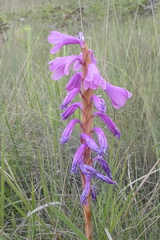 Watsonia densiflora