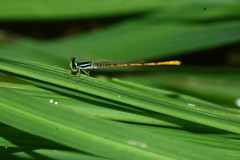 Agriocnemis keralensis