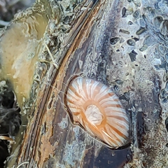 Anthothoe albocincta