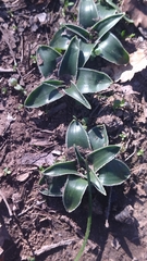 Hyacinthoides lingulata