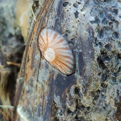 Anthothoe albocincta