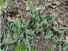 Petrosedum rupestre