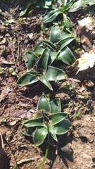 Hyacinthoides lingulata