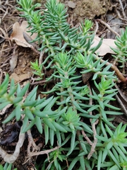 Petrosedum rupestre