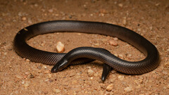 Atractaspis bibronii