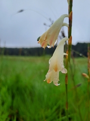 Watsonia watsonioides