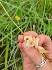 Watsonia watsonioides