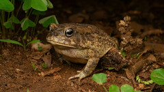 Sclerophrys gutturalis