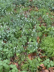 Galanthus elwesii