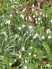 Galanthus elwesii