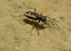 Neocicindela latecincta