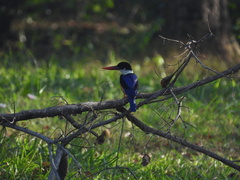 Halcyon pileata