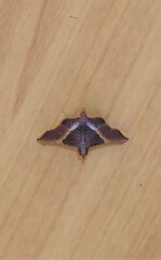 Endotricha mesenterialis