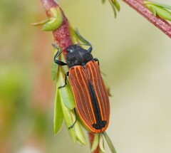 Castiarina erythroptera