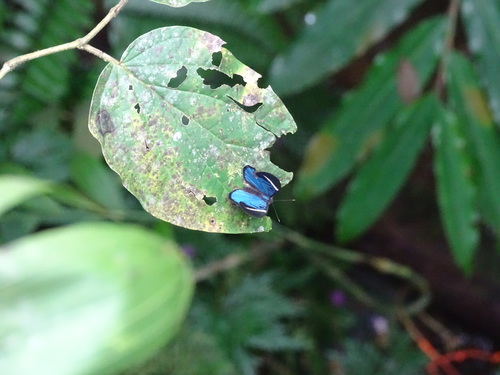 Mevania Eyed-Metalmark
