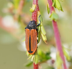 Castiarina erythroptera