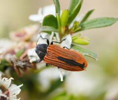 Castiarina erythroptera