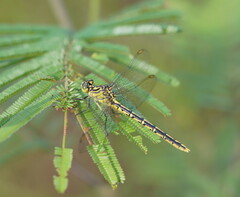 Austrogomphus guerini