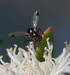 Parapalaeosepsis plebeia