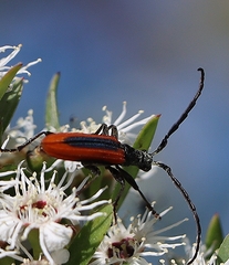 Stenoderus suturalis