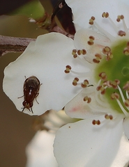 Steganopsis melanogaster