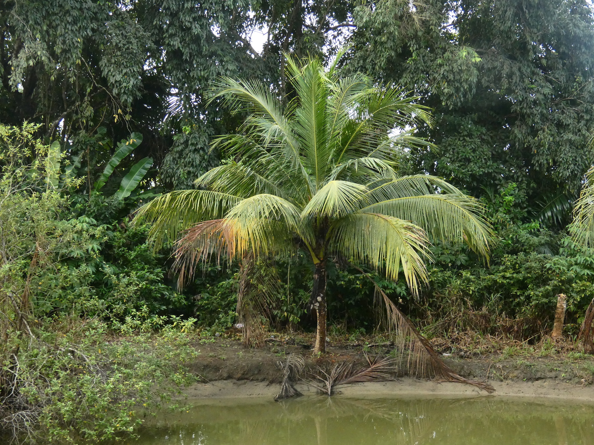 Cocos Nucifera L.