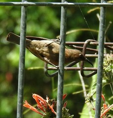 Myzomela obscura