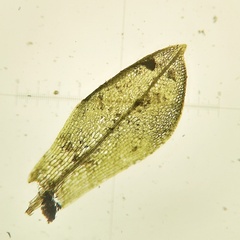 Physcomitrium sphaericum