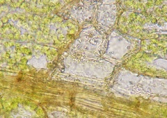 Physcomitrium sphaericum