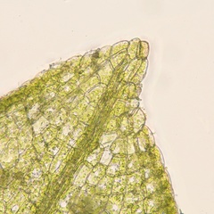 Physcomitrium sphaericum