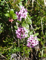 Daphne striata