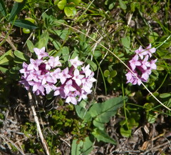 Daphne striata
