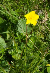 Geum montanum