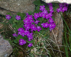 Primula hirsuta