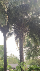 Cocoseae